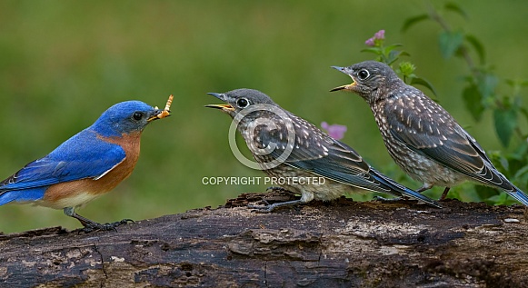 Eastern Bluebird