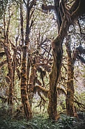 Hoh Rainforest (Olympic National Park, USA)