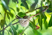 Hummingbird in her nest