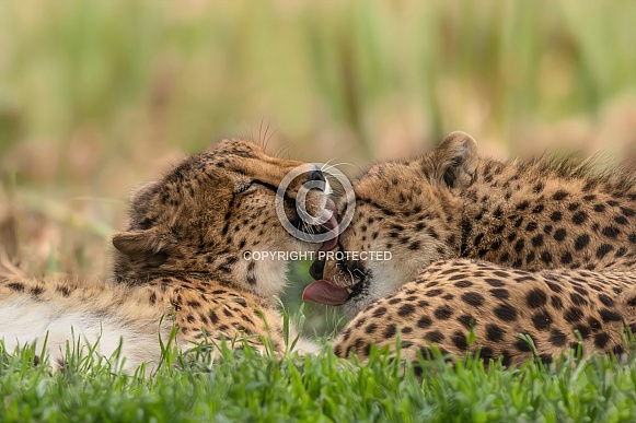 Cheetah