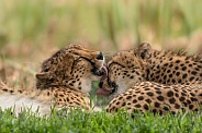 Cheetah