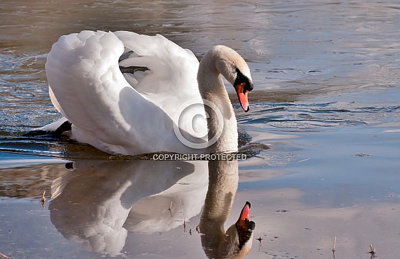 Mute Swan Mute Swan