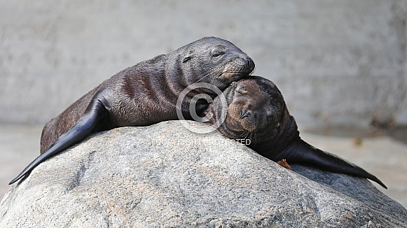 California sea lion (Zalophus californianus) California sea lion (Zalophus californianus)