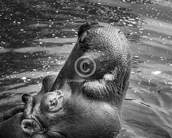 Hippopotamus