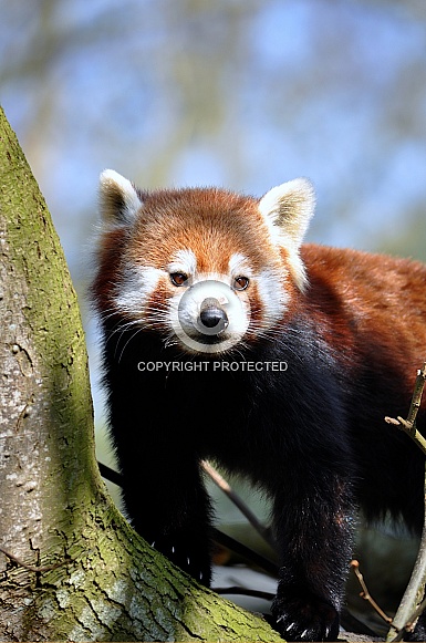 Red Panda (Ailurus fulgens)