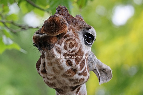 Reticulated giraffe (giraffa camelopardalis reticulata)