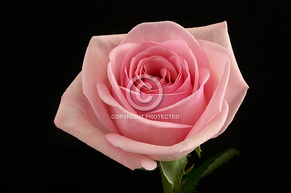 Pink Rose Pink Rose