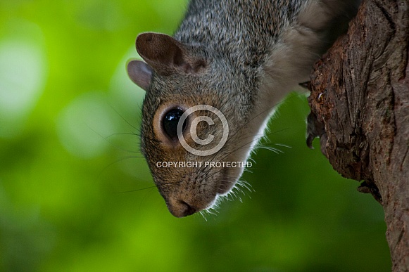 Grey squirrel Grey squirrel