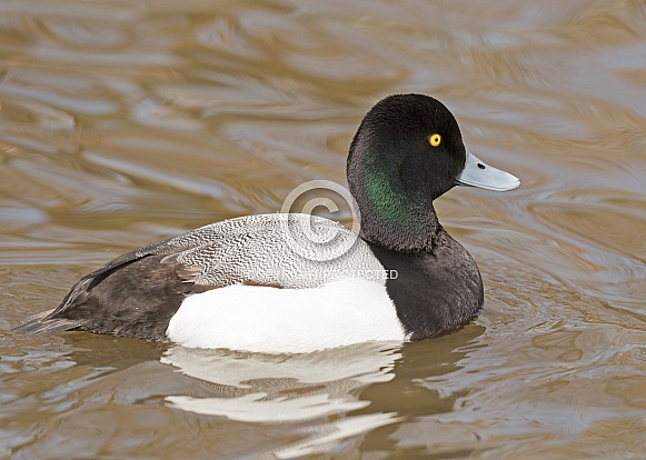 Male Scaup