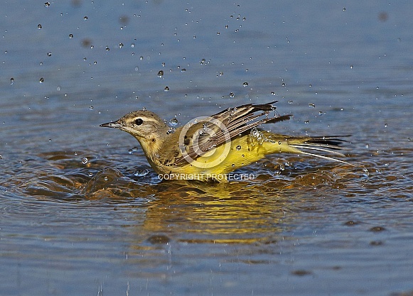 Blue headed Wagtail