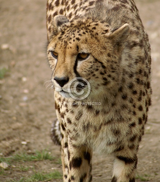 Cheetah