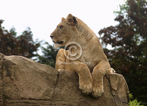 Lioness
