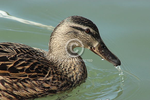 Mallard Duck Mallard Duck