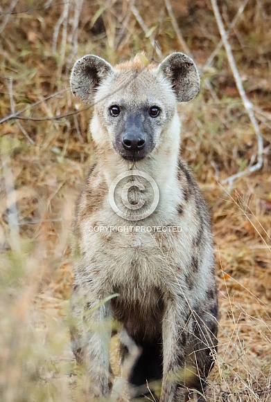 Spotted Hyena Spotted Hyena