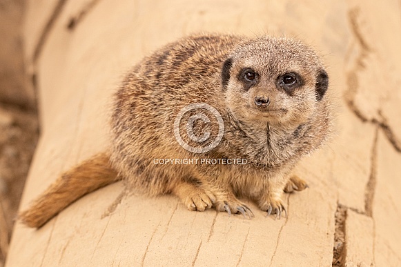 Meerkat Full Body Sitting On Log
