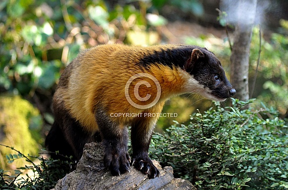 Yellow-throated Marten (Martes flavigula) Yellow-throated Marten (Martes flavigula)