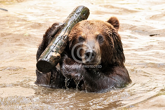 Kamchatka Brown Bear In Water