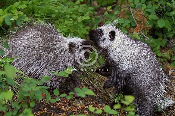 Two Juvenile Porcupines Two Juvenile Porcupines