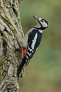 Great Spotted Woodpecker