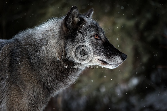 Wolf--Grey Wolf