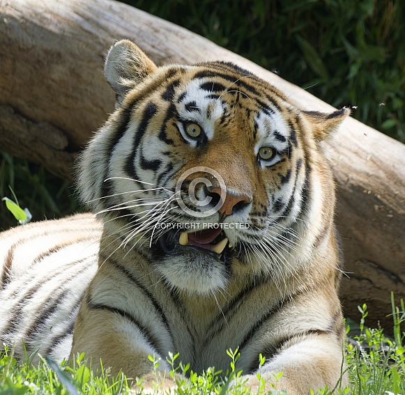 Bengal Tiger