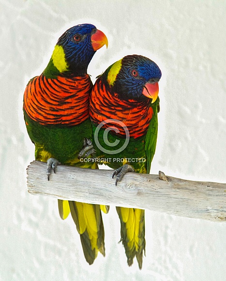 Rainbow Lorikeet