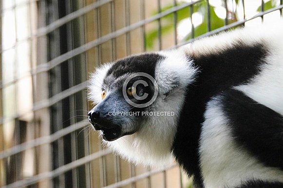 White-ruffed Lemur White-ruffed Lemur