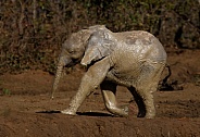 African Elephant