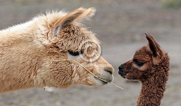 Alpaca and Young