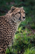 Cheetah