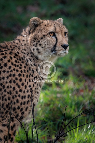Cheetah