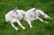 Twin Goat Kids Asleep