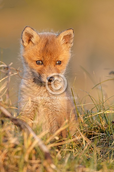 Red fox and cubs Red fox and cubs