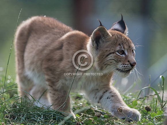 Lynx cub