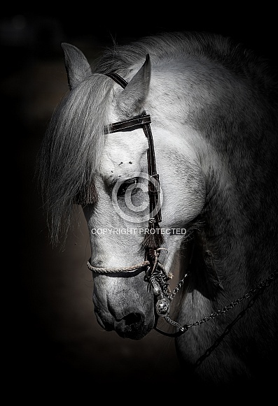 Andalusian Horse Andalusian Horse