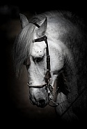Andalusian Horse