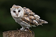 Barn Owl Full Body Shot on Tree Stump. Feathers Blowing.
