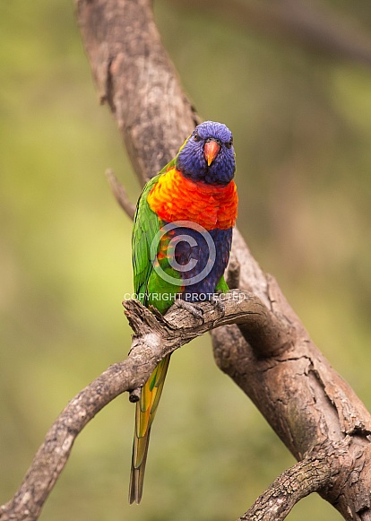 Rainbow Lorikeet Rainbow Lorikeet