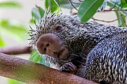 Brazilian porcupine (Coendou prehensilis)
