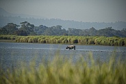 Indian rhino in the nature habitat