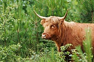 A beautiful Scottish Highlander in the green countryside.