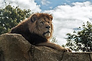 African lion on rock