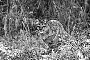 Cougar-Cougar Cub