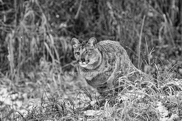 Cougar-Cougar Cub