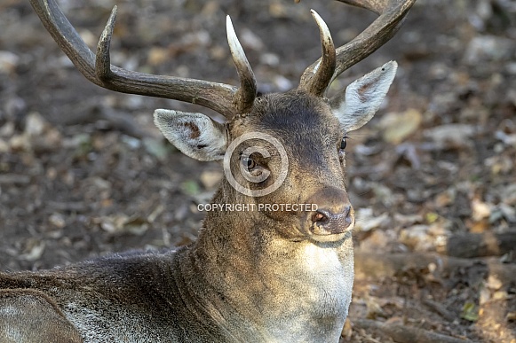 Fallow deer (Dama dama) Fallow deer (Dama dama)