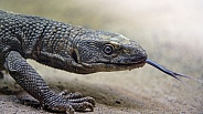 Savannah Monitor Lizard