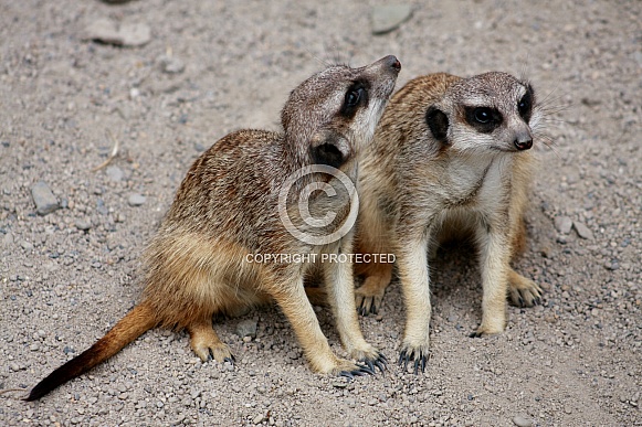 Meerkats Meerkats