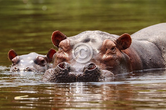 Hippopotamus Hippopotamus