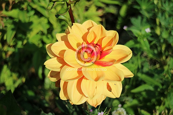 Yellow Dahlia