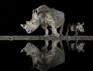 Rhino mom & calf